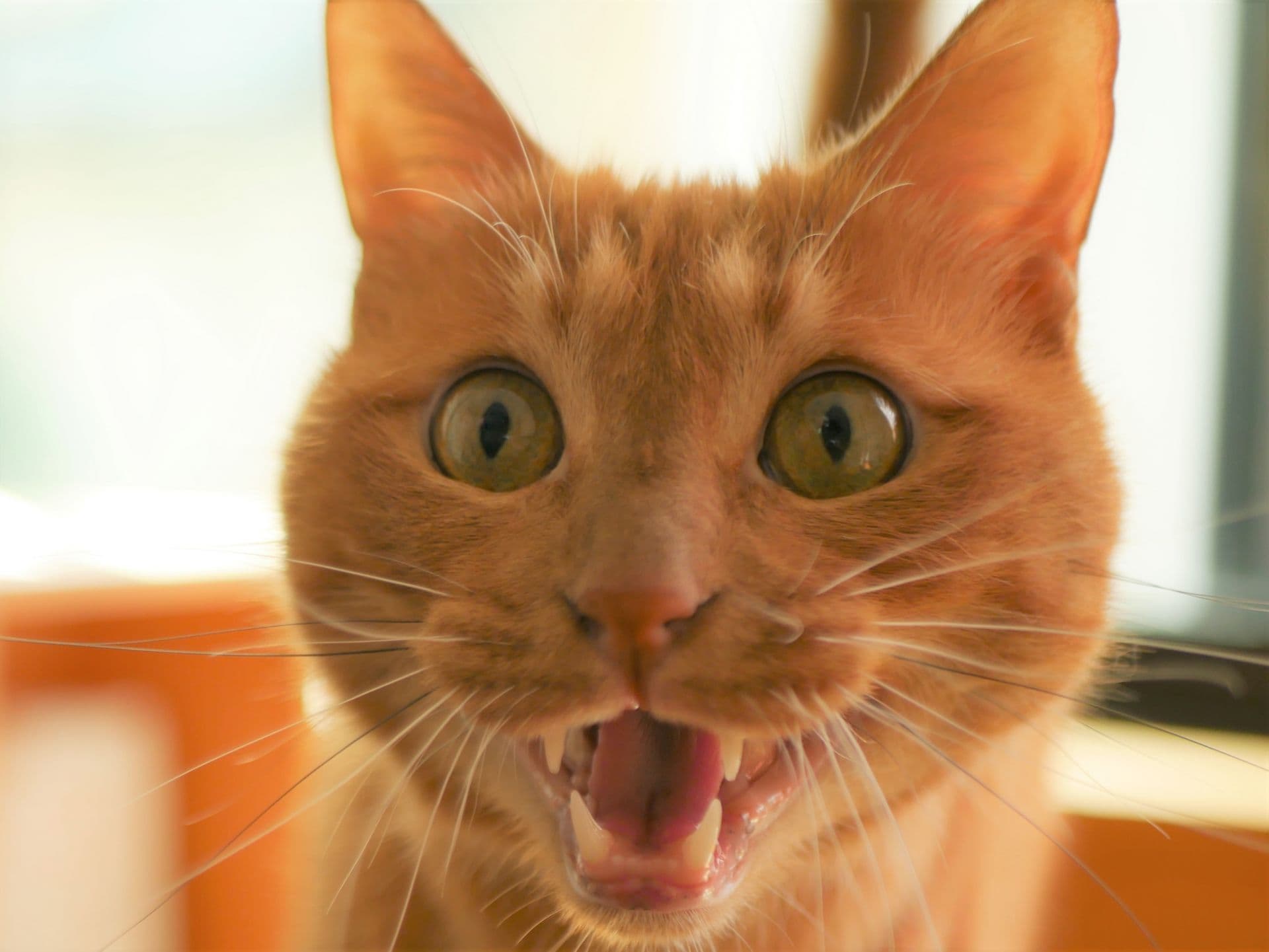 ◯◯◯式であなたもリアクションのプロに!?