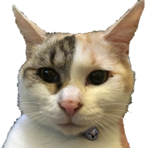 ネコマサのプロフィール画像